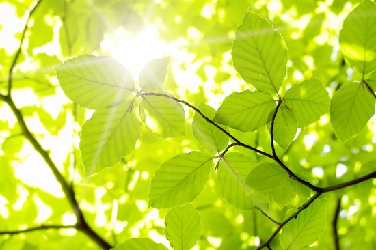 Lumière_du_soleil_dans_les_feuilles_dun_arbre.jpg